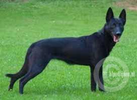 Kelly (Bleize) | Dutch Shepherd 