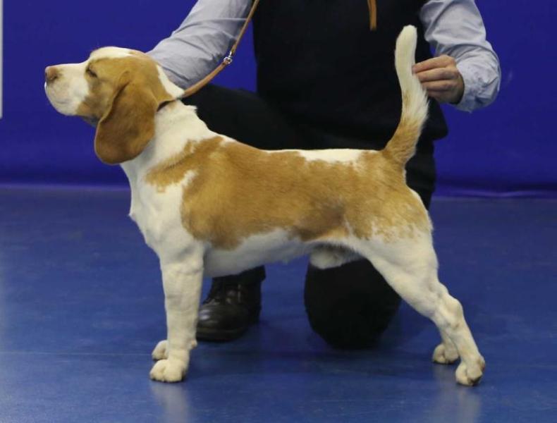 ZORRO od Troch tabiel | Beagle 