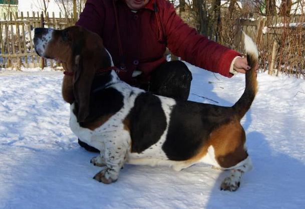 Oliver Oberon Iz Chernichnogo Raya | Basset Hound 