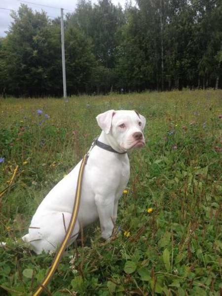 DIORI LITTLE PRINCESS | American Bulldog 