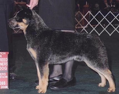 Shadybrooks High Impact | Australian Cattle Dog 