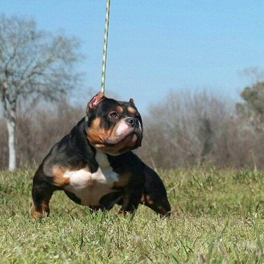 281BU TRIGA-NOUT | American Pit Bull Terrier 