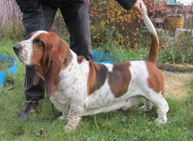 Richard Lvinoe Serdtse iz Sada Moniki | Basset Hound 