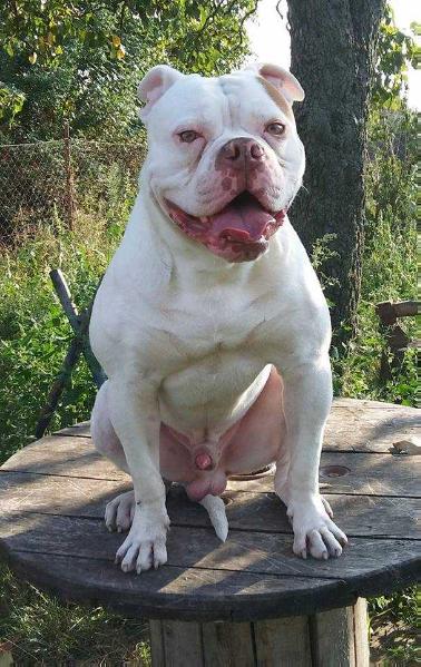 Suburban Bulls Prince | American Bulldog 