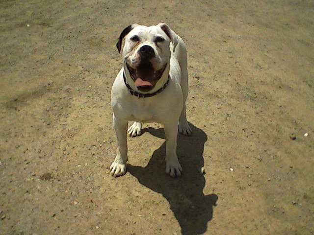 valentis sharon | American Bulldog 