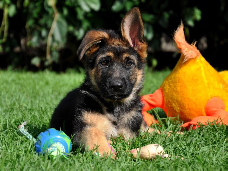 Ammalien Czar | German Shepherd Dog 