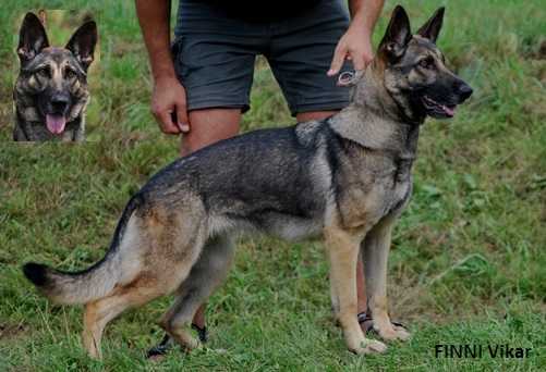 Finnl Vikar | German Shepherd Dog 