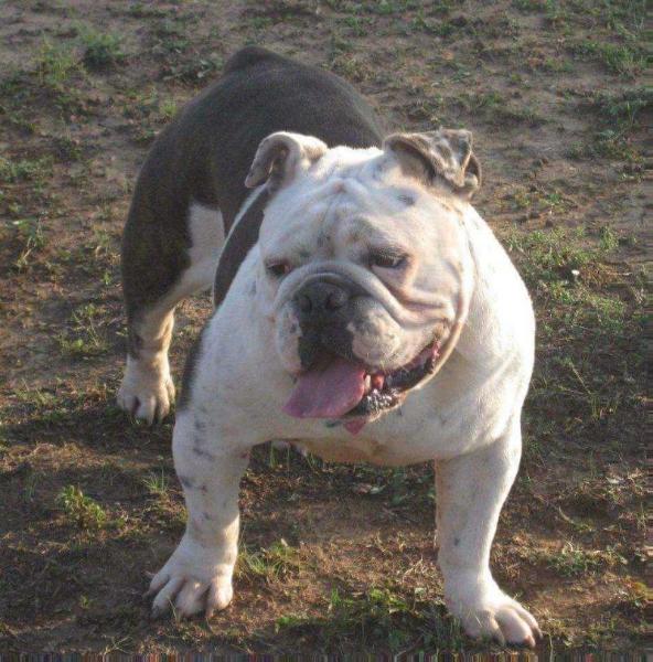 Blue Bulldogges Blue  Babaloo | Olde English Bulldogge 