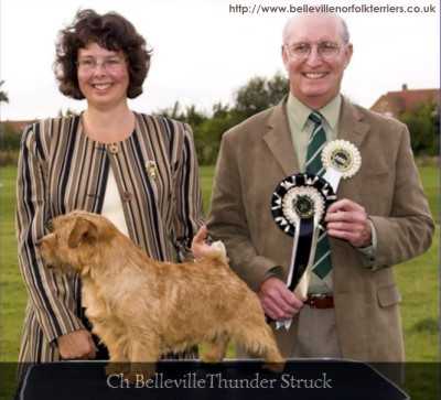 Belleville Thunder Struck | Norfolk Terrier 