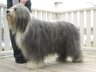 Synvillans power quest | Bearded Collie 