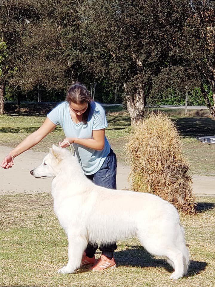 Leon De La Condesa Del Alba | White Swiss Shepherd Dog 