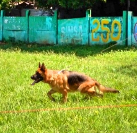 Emilia von hauss mazztim | German Shepherd Dog 