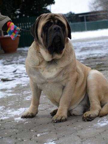 SYLVAN WYOMING SLNKO ZEMPLINA | Mastiff 