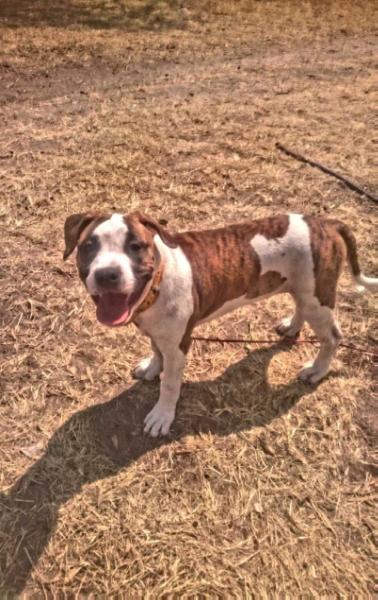 HARLEY QUINN (VAZQUEZ) | American Staffordshire Terrier 