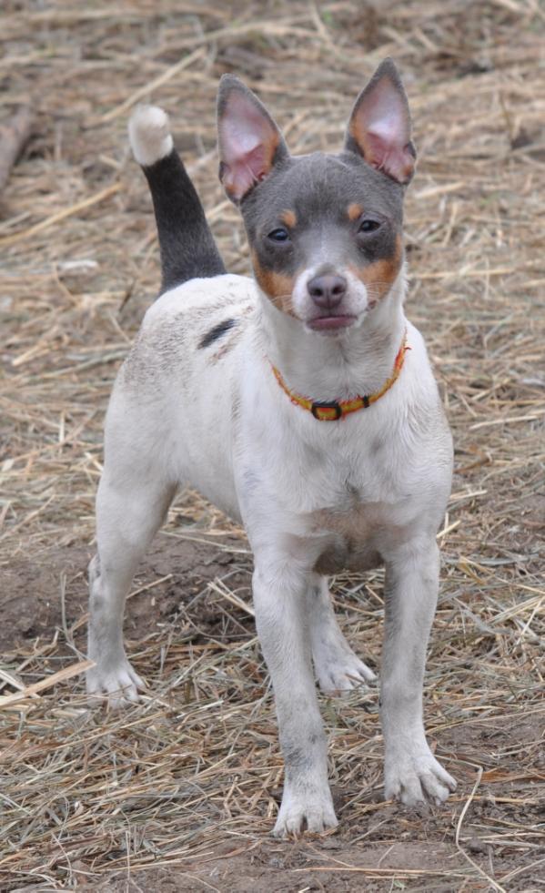 Hall's Amaretto Muffin | Rat Terrier 