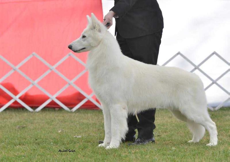 Kissenkill of luna legacy | White Swiss Shepherd Dog 