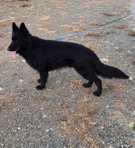 LC Black Bear Of Patchwork | German Shepherd Dog 