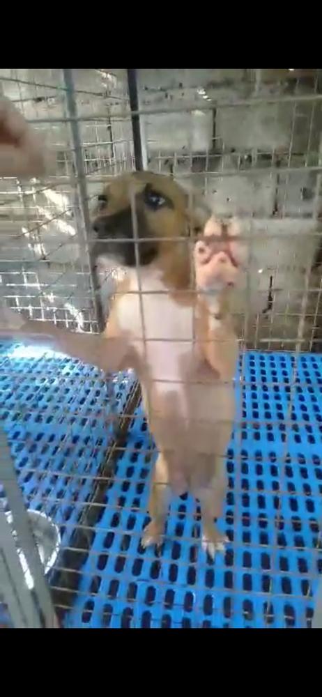 JRM's Jopay | American Pit Bull Terrier 