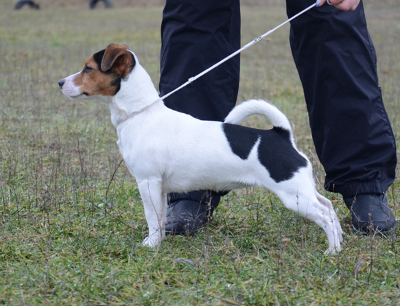 BRAVO-BIS Viva Odessa | Jack Russell Terrier 