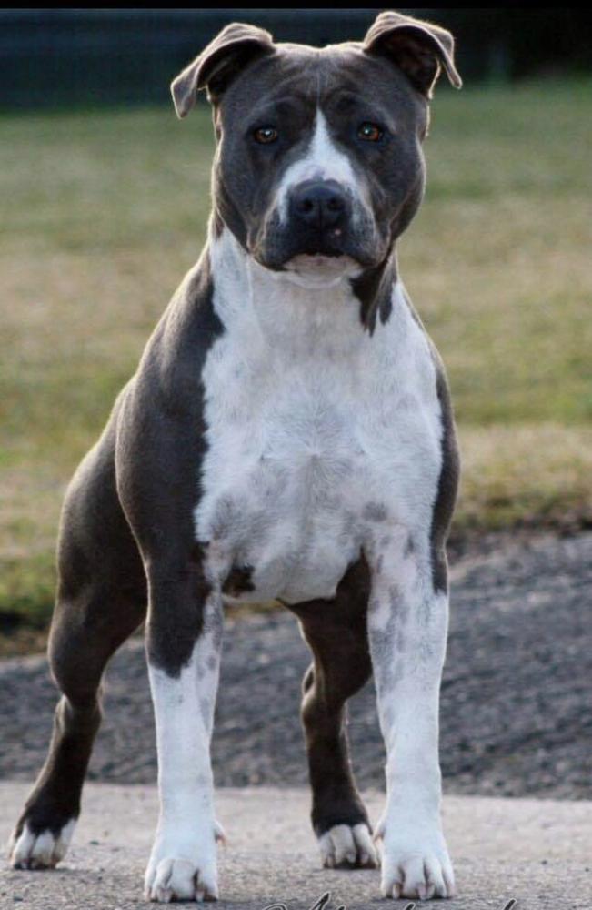 COMEONROVER STINGER | American Staffordshire Terrier 