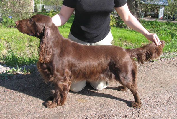 Goloworez Quadrophenia | Field Spaniel 