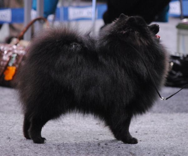 Aristokrat Plus Atos | German Spitz 