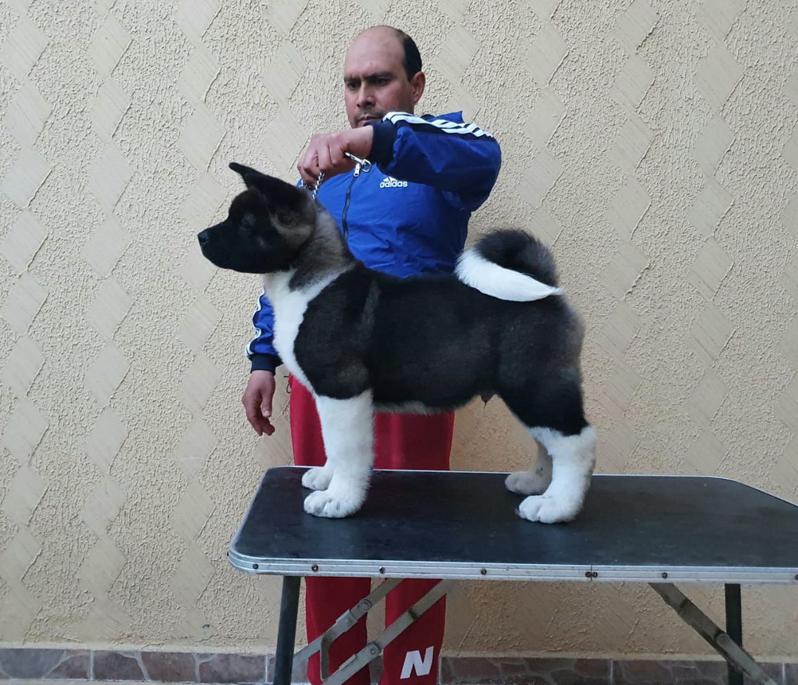 MAJESTIC D' ELITE HEIR OF THE SOUTH aka YUKON | Akita 