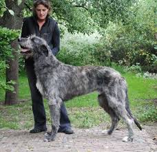 Gaeltarra Eirean Sheik Yerbouti | Irish Wolfhound 