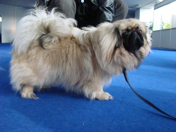 Happy Bred B | Pekingese 