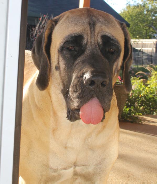 Lone Star Legacy | Mastiff 