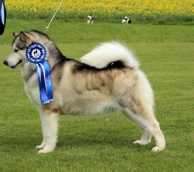 Kimberly Beauty Vasilyev Ostrov | Alaskan Malamute 