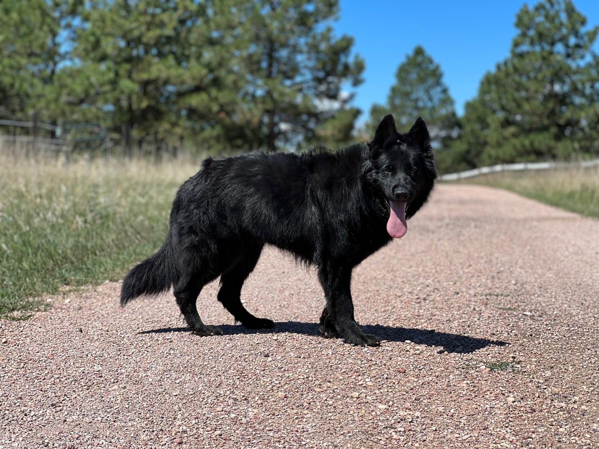 Cersei von Bodefeld | German Shepherd Dog 