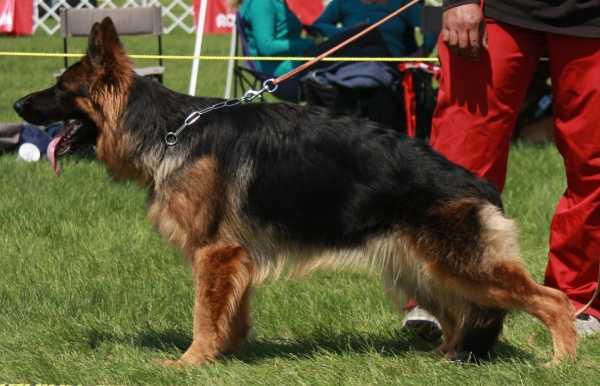 A Whiskey Tango Foxtrot Vom Haus Laslo | German Shepherd Dog 