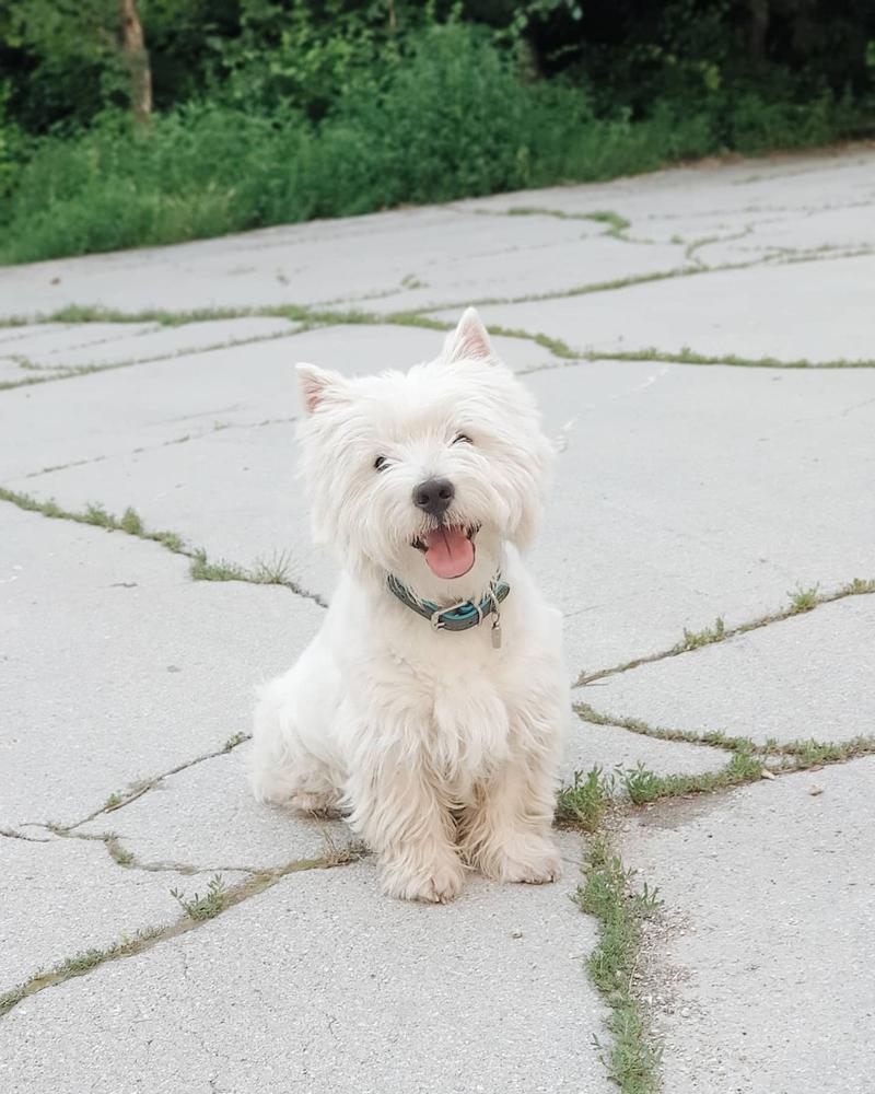 LOKI BONUS WHITE | West Highland White Terrier 