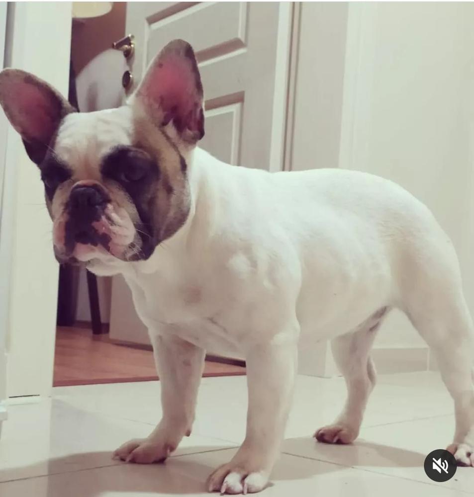 Alpin's Adelaide | French Bulldog 