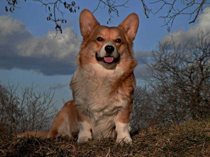 Benny Habrovanské slunce | Pembroke Welsh Corgi 