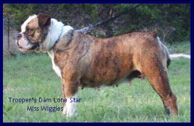 Lonestar's Miss Wiggles | Olde English Bulldogge 