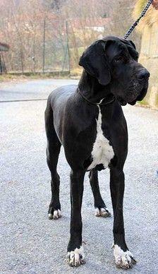 Ukraina del Nord Ovest | Great Dane 