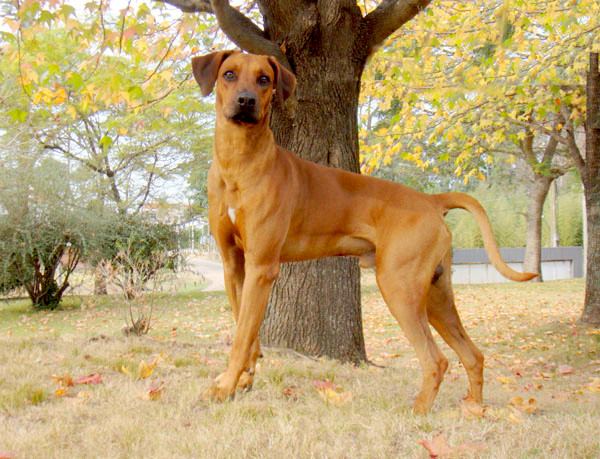 Din Sb Bulawayo Liondog | Rhodesian Ridgeback 