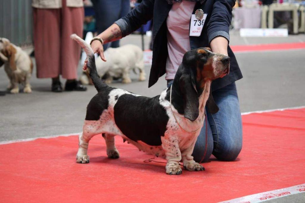 Pippa Du Cercle De Léma | Basset Hound 