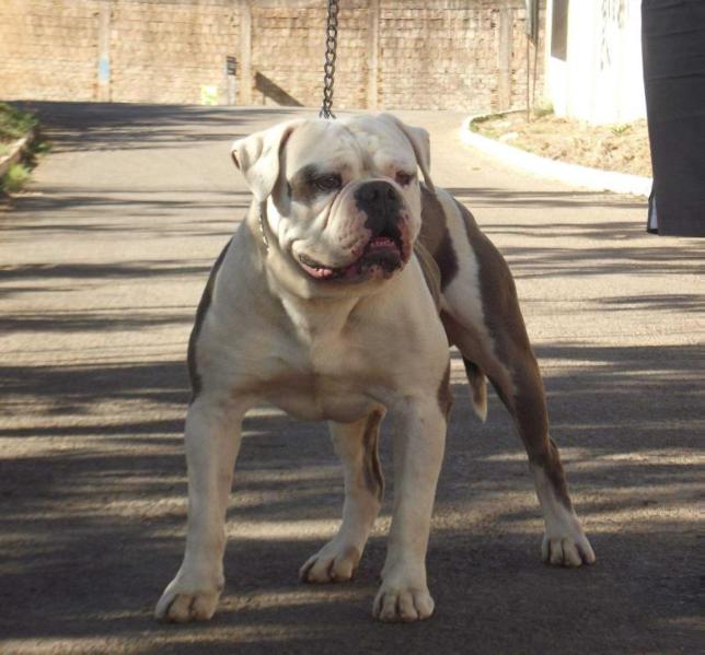 Sunshine Bulls Euro Jr | Olde English Bulldogge 