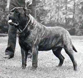 DARK PRINCE OF PITMAN`S | Bullmastiff 