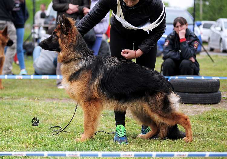 Feniksa Doc | German Shepherd Dog 