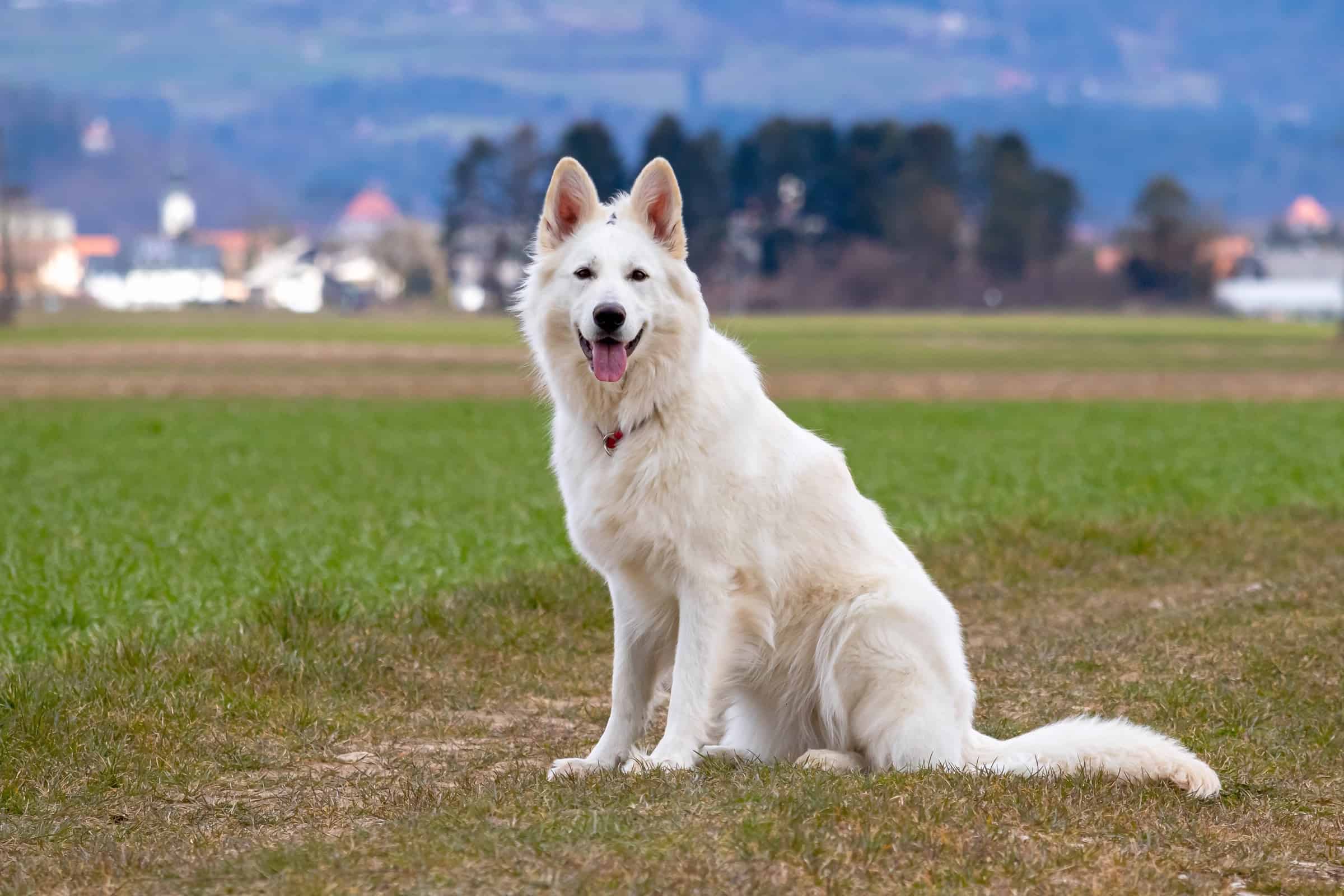 White Swiss Shepherd Dog