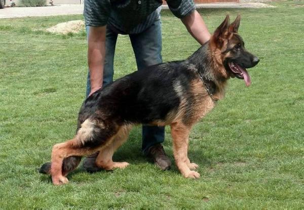 Mendy in Regnum Marianum | German Shepherd Dog 