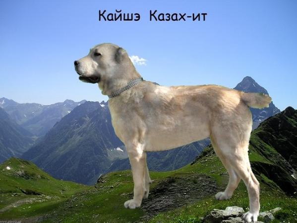 Kayshe Kazah-it | Central Asian Shepherd Dog 