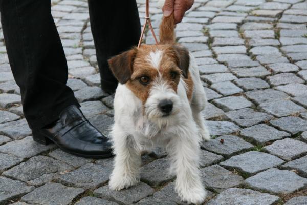 Zarina daughter of Kirsty dell'Isola dei Baroni | Jack Russell Terrier 