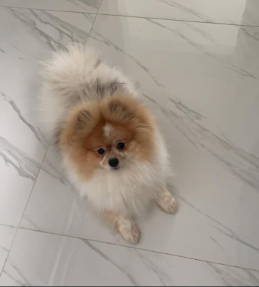 Freddie Mercury J.F.F. | Pomeranian 