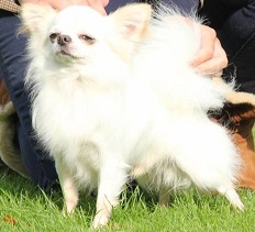 Misty Meadow'S Ultimo Amore | Chihuahua 