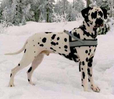 Timanka's Goodness Knows | Dalmatian 